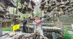 生食用菌采集、林